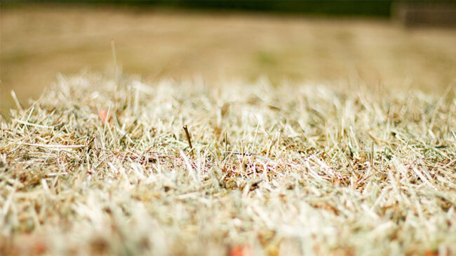 2021 Hay and Straw Orders 2021 Hay and Straw Orders