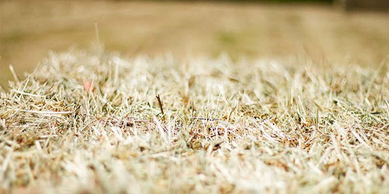 2021 Hay and Straw Orders